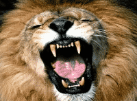 lion roaring